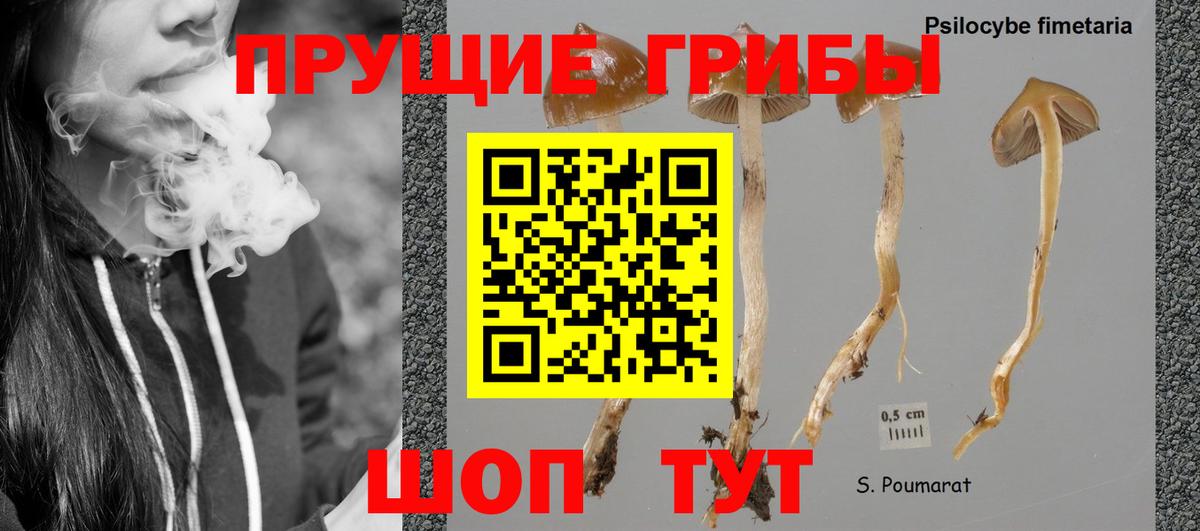 Галлюциногенные грибы Magic Shrooms Тара